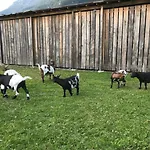 شقة Pony-ziegen-hasen-ranch بيشلباخ