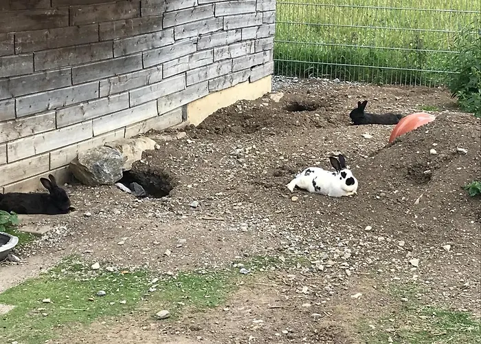 Апартаменты Pony-ziegen-hasen-ranch