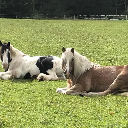 Pony-ziegen-hasen-ranch Bichlbach
