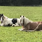 Pony-ziegen-hasen-ranch Bichlbach