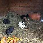 Apartamento Pony-ziegen-hasen-ranch